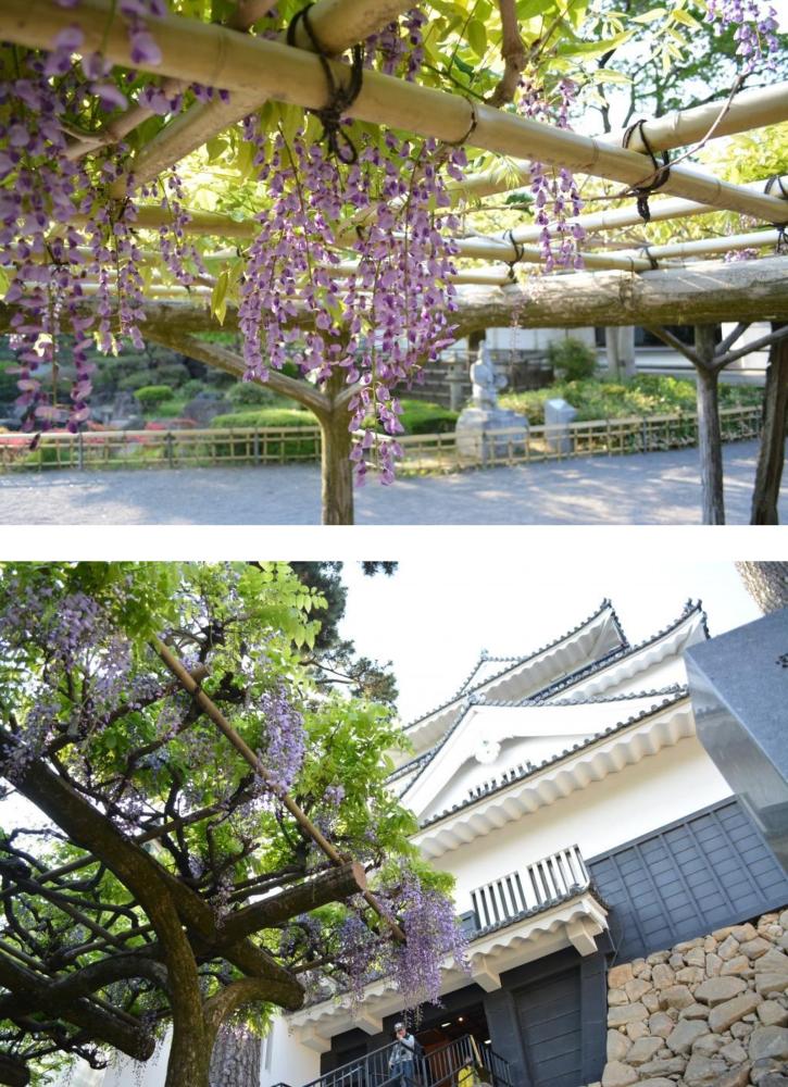 名所その２＊岡崎公園の「２カ所の藤棚」は、お城や像とのコラボが素敵（見頃：４月下旬～５月頭）