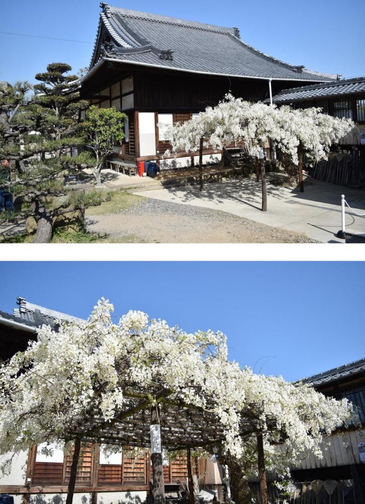 名所その４＊松應寺に咲く珍しい「白藤」（見頃：４月中旬～下旬）