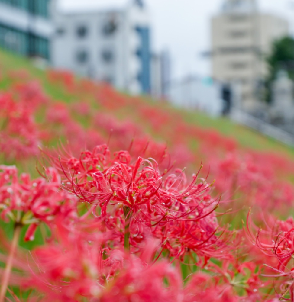 秋本番！岡崎城から乙川に沿って街歩きしてみよう♪