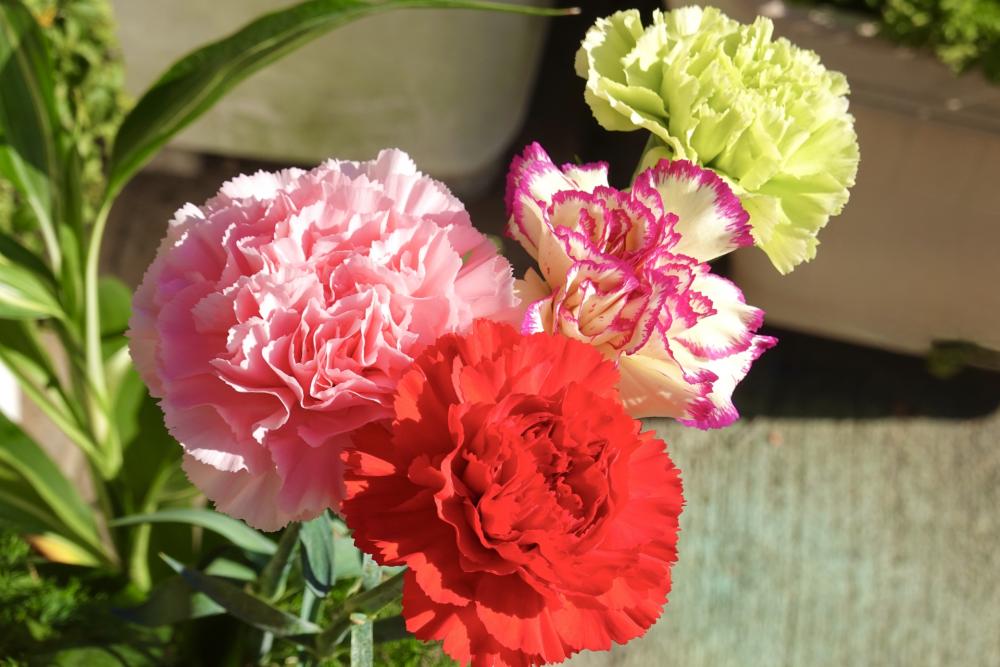 カーネーションの花言葉を知って、想いが伝わる母の日ギフトを贈ろう（サラダ館明大寺店）