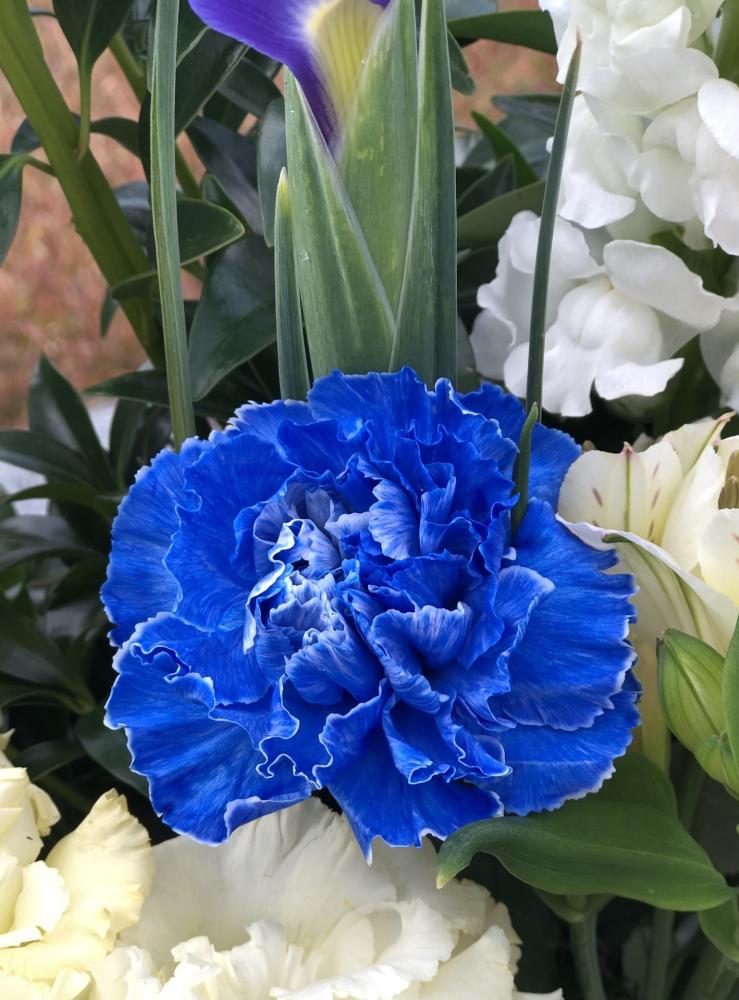 青色のカーネーションの花言葉：「永遠の幸福」