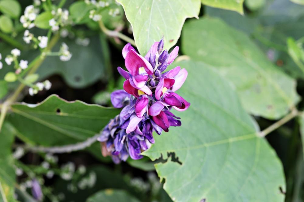 葛湯（くずゆ）は、マメ科の植物であるクズから採れた「葛粉」をお湯で溶いて作る飲み物。