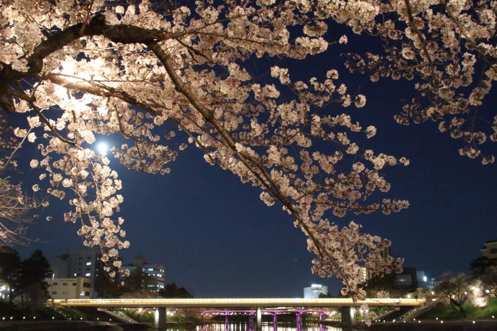 岡崎桜まつりの見頃はいつ？ライトアップの時間と夜桜が美しいスポットもご紹介