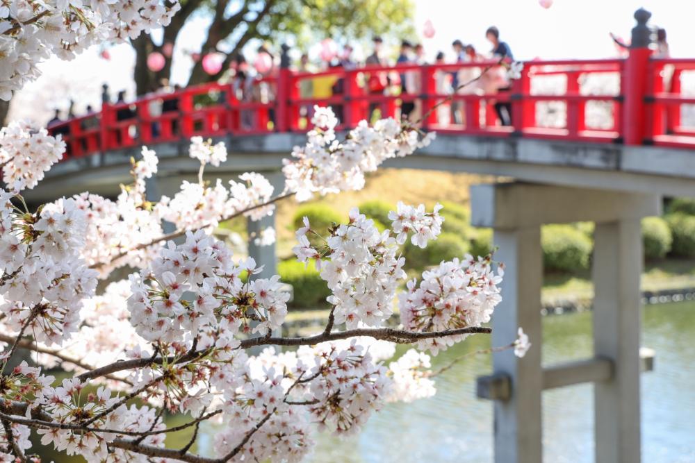まとめ｜2026年春は、岡崎の桜と歴史を楽しもう
