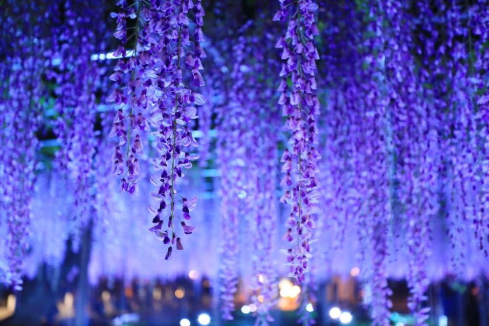 夜はライトアップも行われます