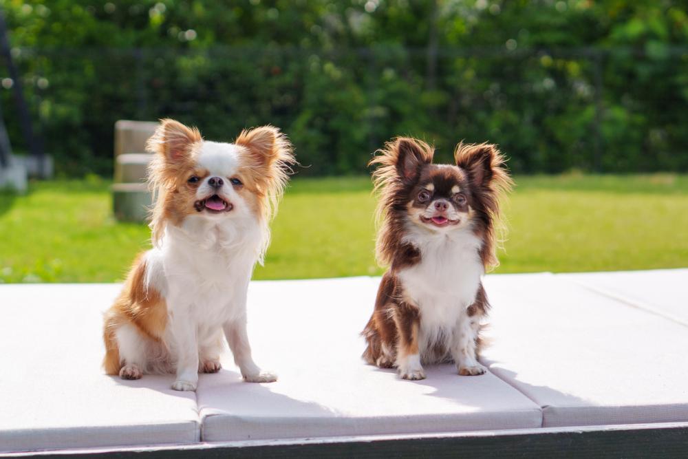 「どう行く?」「ペットはOK?」アクセス・駐車場・ペット連れ情報まとめ