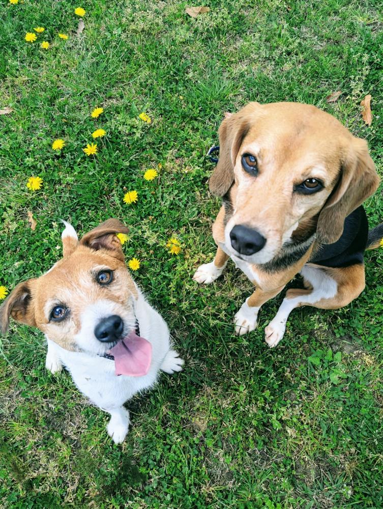 岡崎の「犬市場」って何？年2回以上開催の人気ドッグイベントを徹底解説