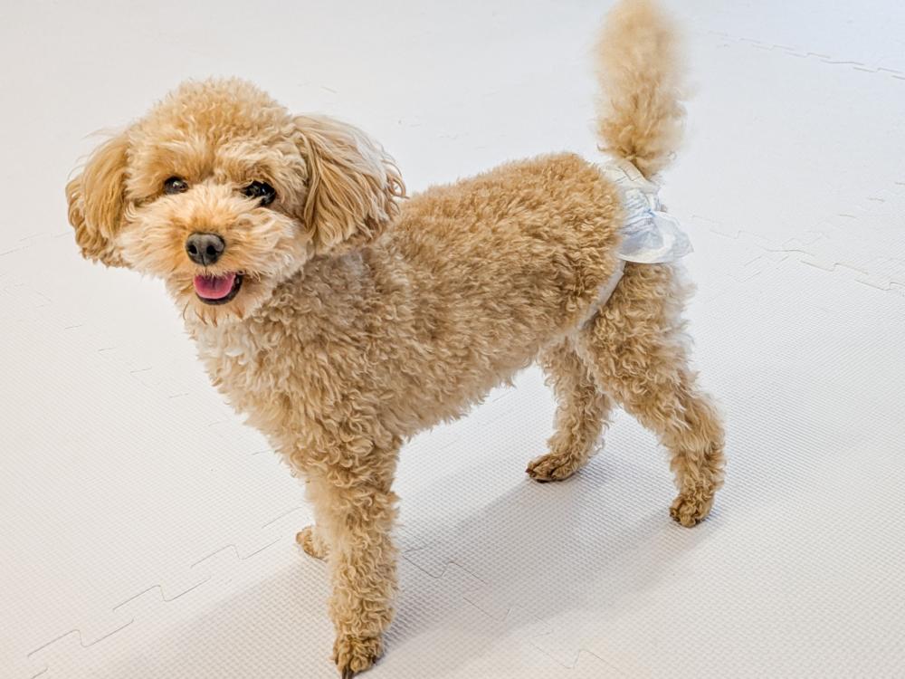 駐車場・アクセス・マナー対策まで！犬市場を快適に楽しむための準備リスト