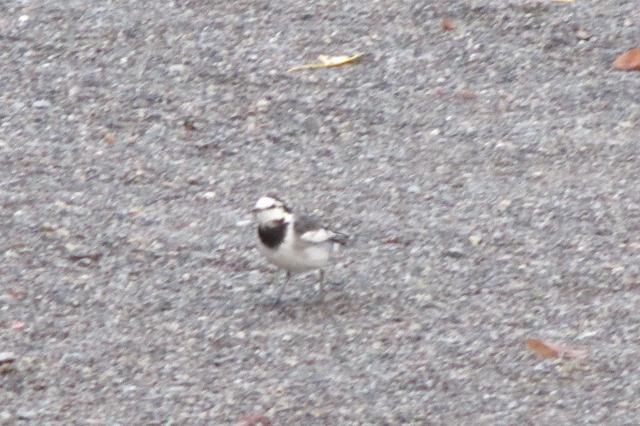【イベント】11/23『岡崎城公園探鳥会』