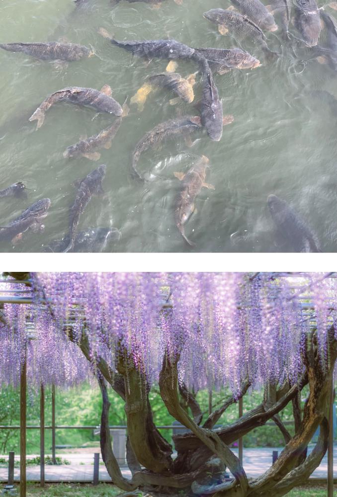 【乙川散策１】「潜水橋」のみかちゃん（鯉）と、樹齢１２０年の天然記念物「五万石ふじ」