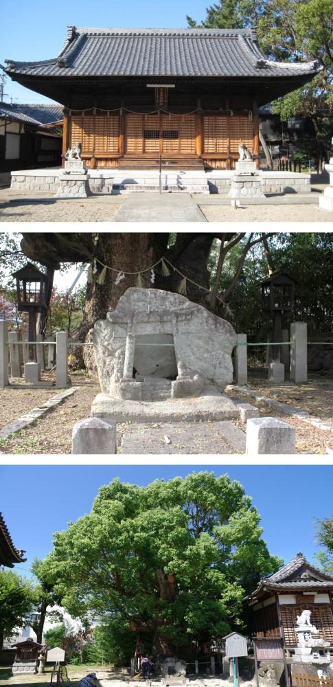 【周辺おすすめスポット】樹齢推定400年の大楠（おおくす）『新田白山神社』
