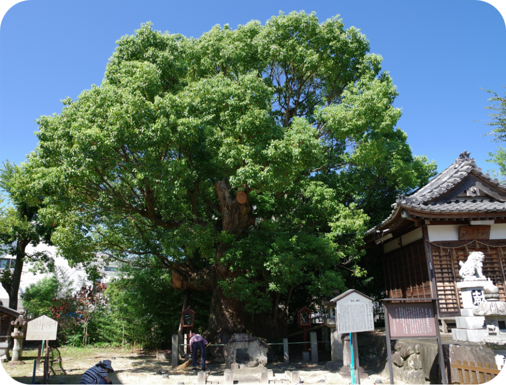 ②大地に根づく 生命力。息づく大樹、大クス（新田白山神社）